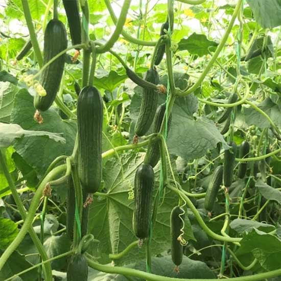 خیار گلخانه ای کرتاسان